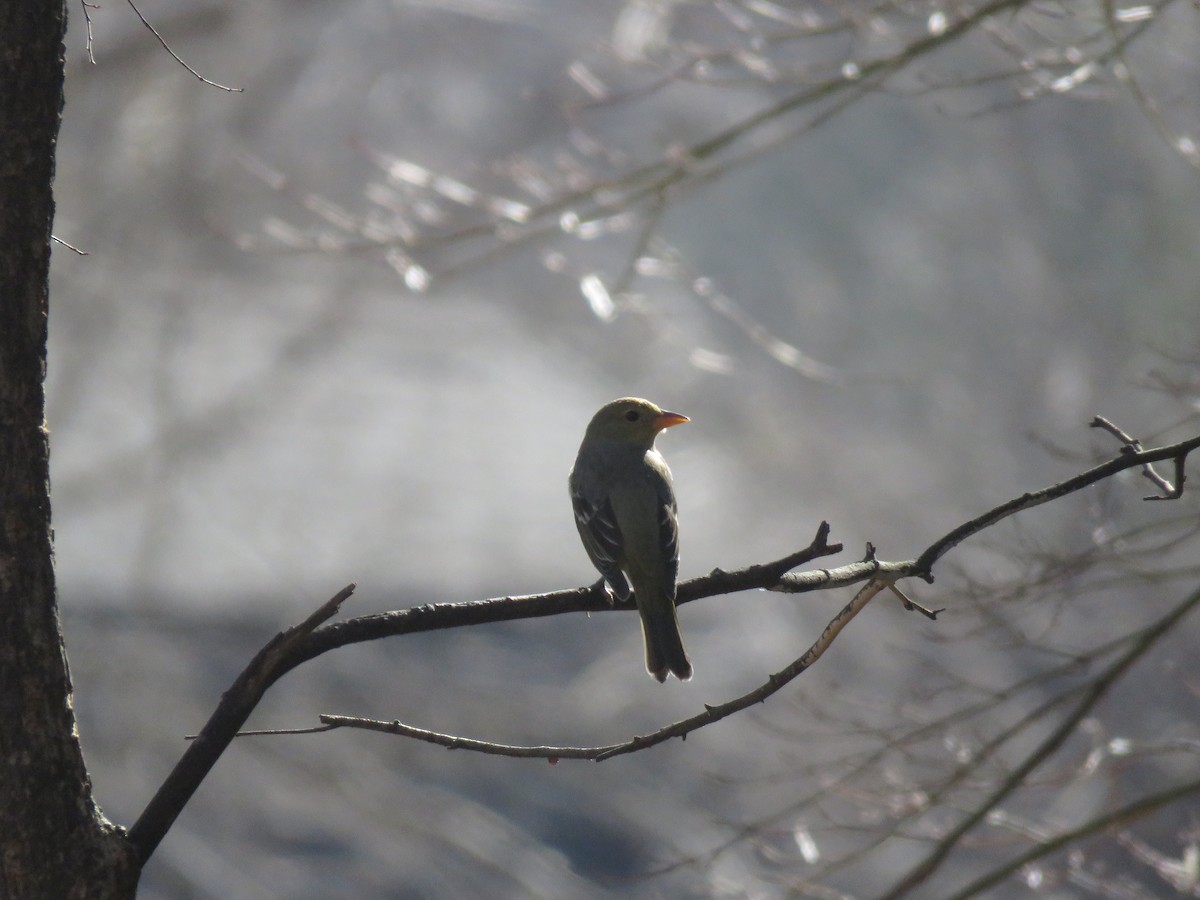 Western Tanager - ML632481910
