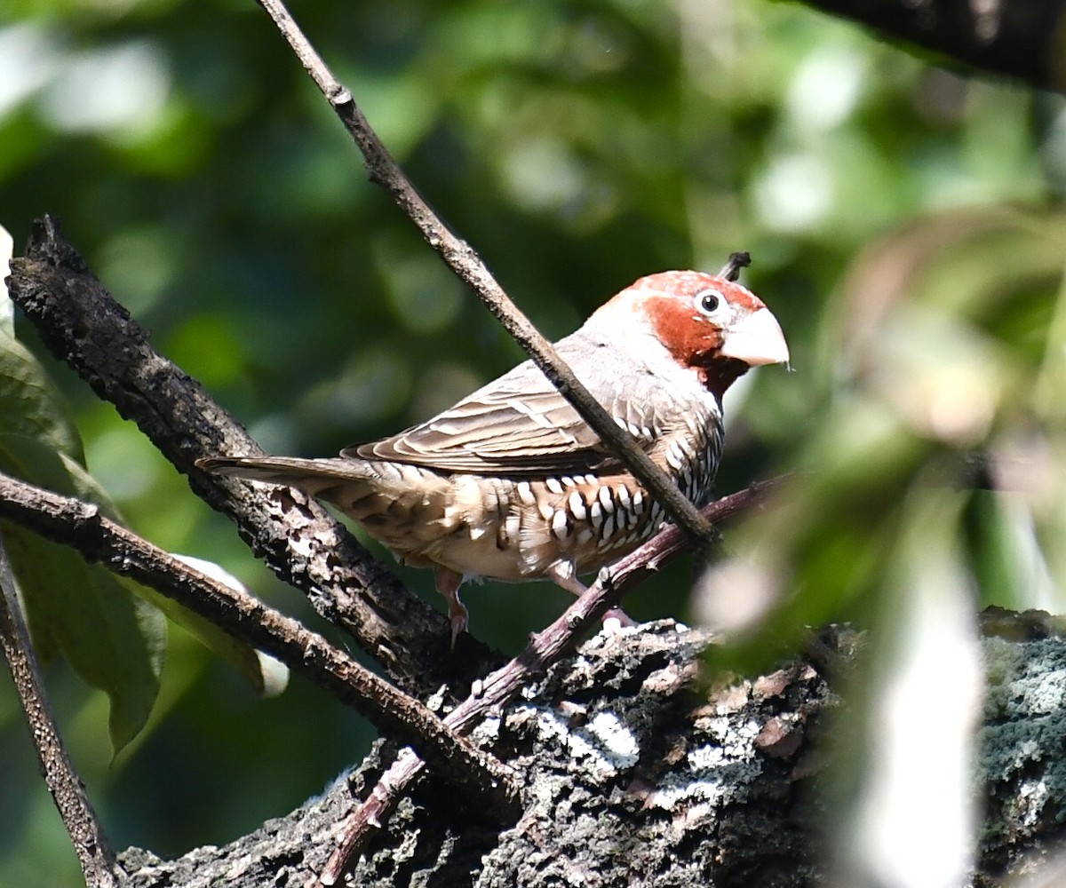 Red-headed Finch - ML632481984
