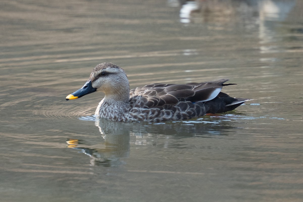 Eastern Spot-billed Duck - ML632482091