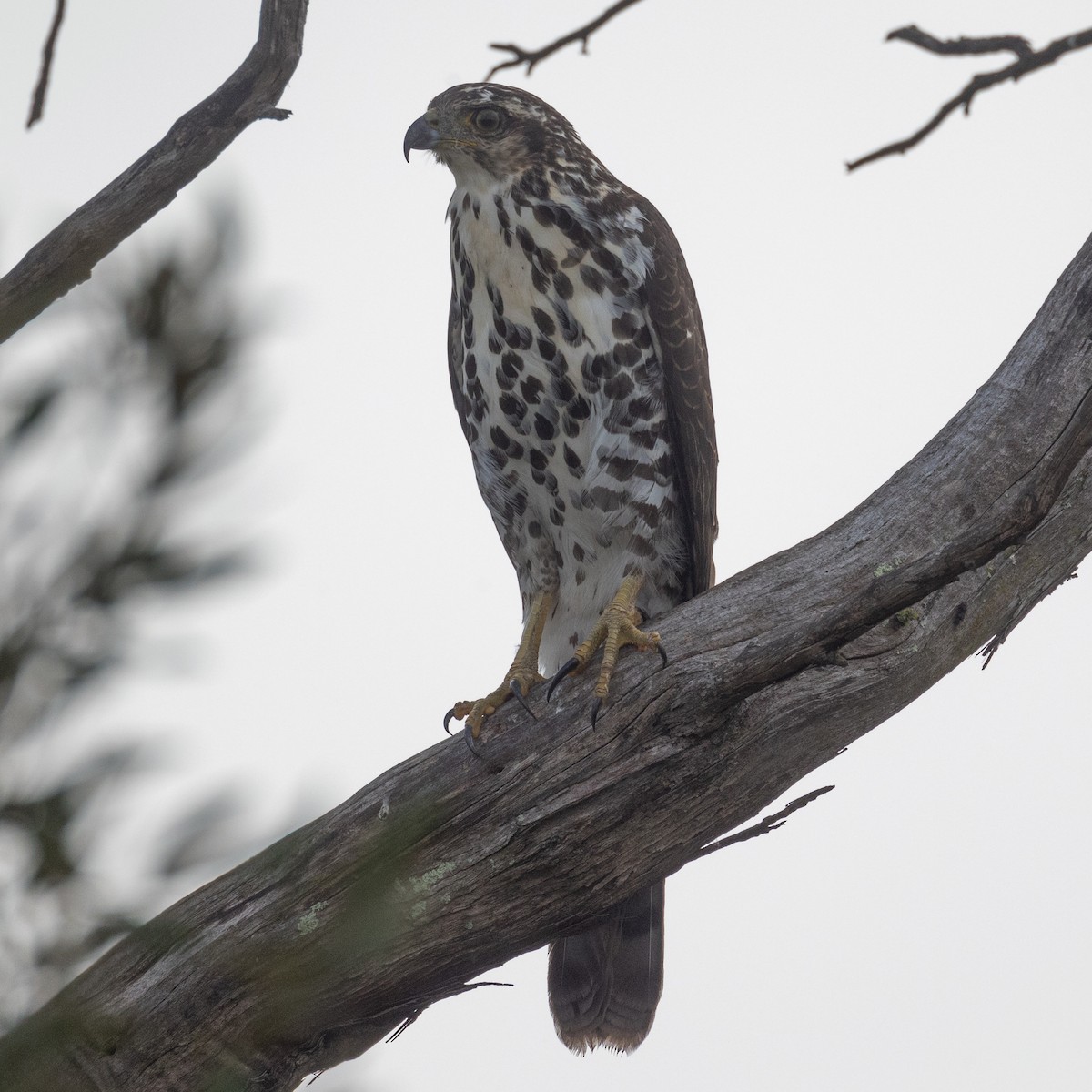 African Goshawk (Southern) - ML632482183