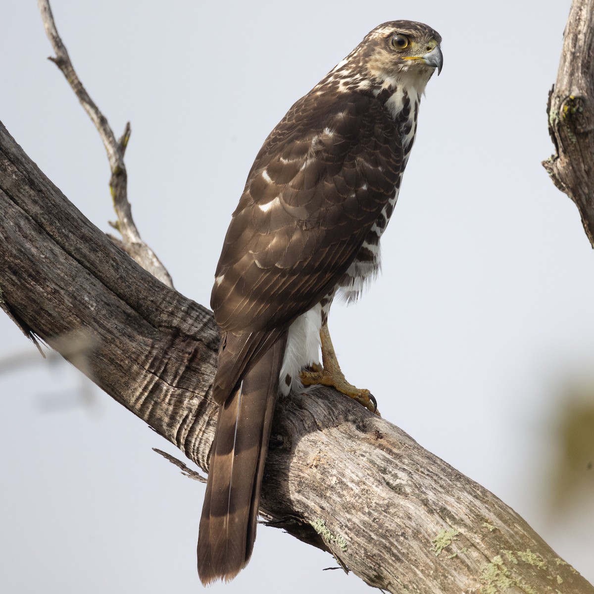 African Goshawk (Southern) - ML632482184