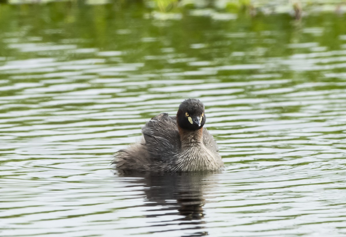 ノドグロカイツブリ - ML632482210