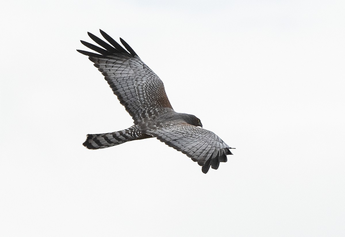 ウスユキチュウヒ - ML632482212