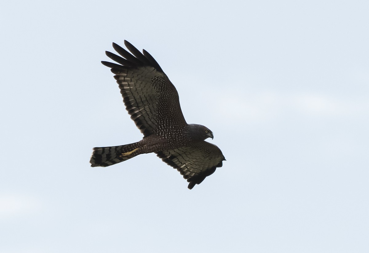 ウスユキチュウヒ - ML632482213