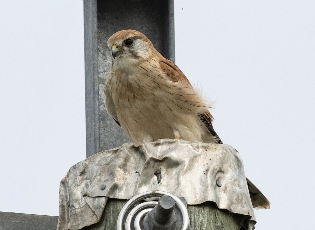 オーストラリアチョウゲンボウ - ML632482217