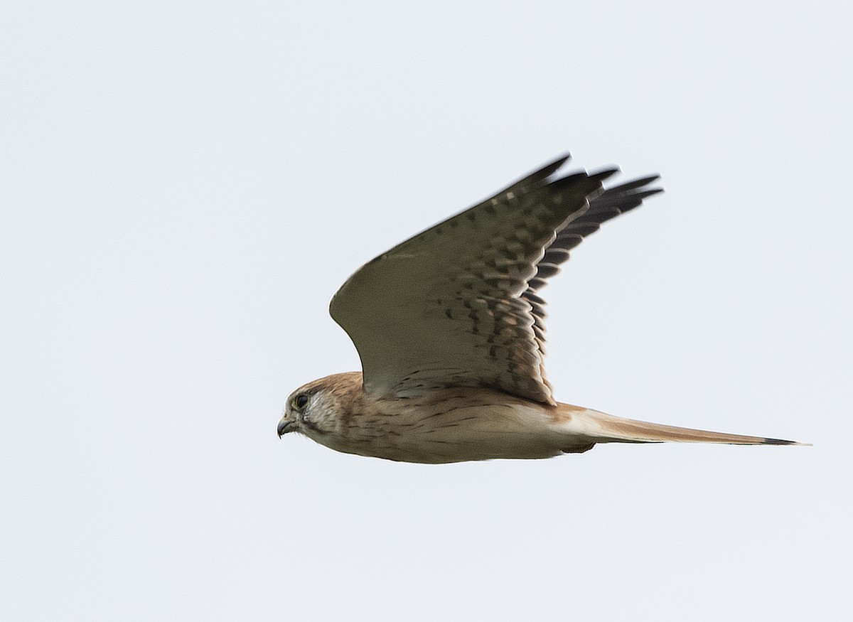 オーストラリアチョウゲンボウ - ML632482218