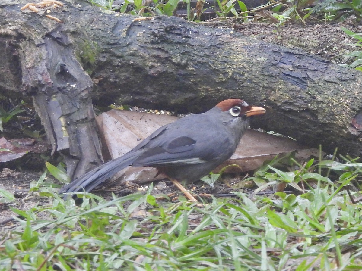 Chestnut-capped Laughingthrush - ML632482221