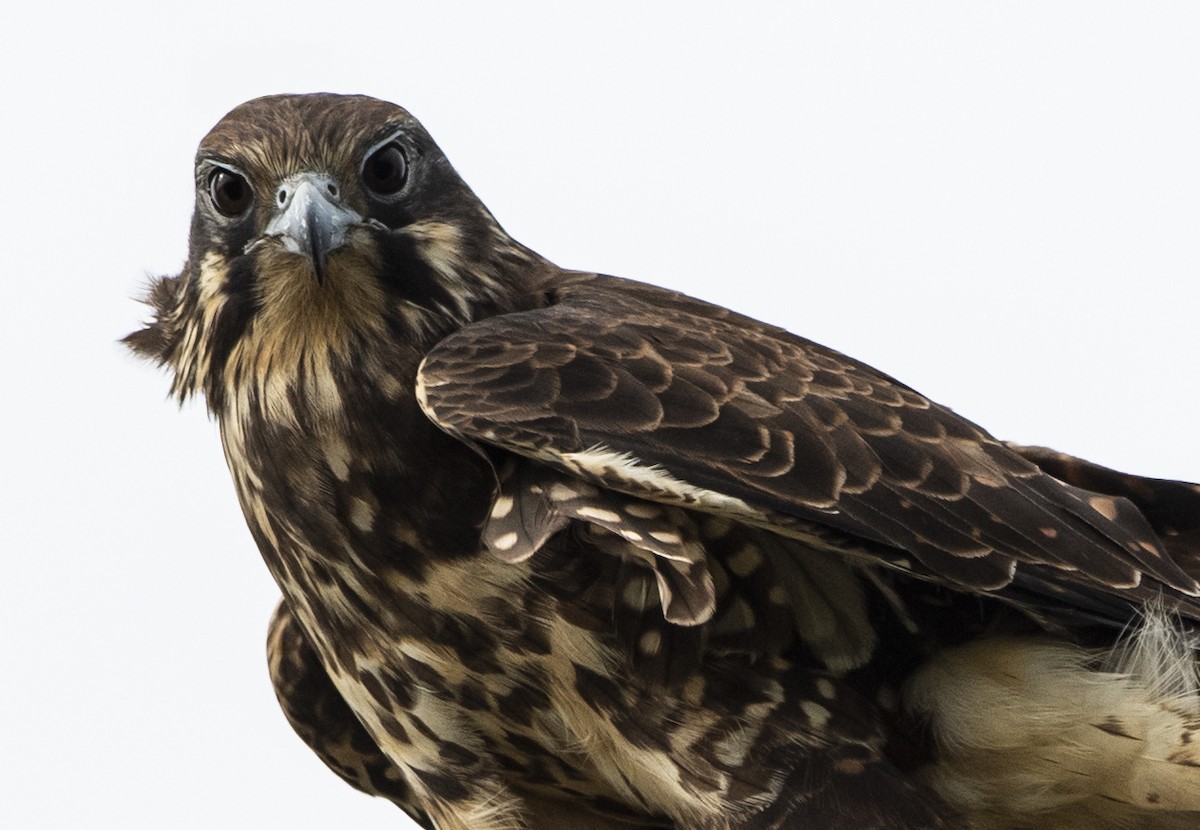 チャイロハヤブサ - ML632482222