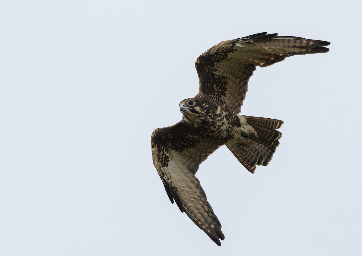 チャイロハヤブサ - ML632482225