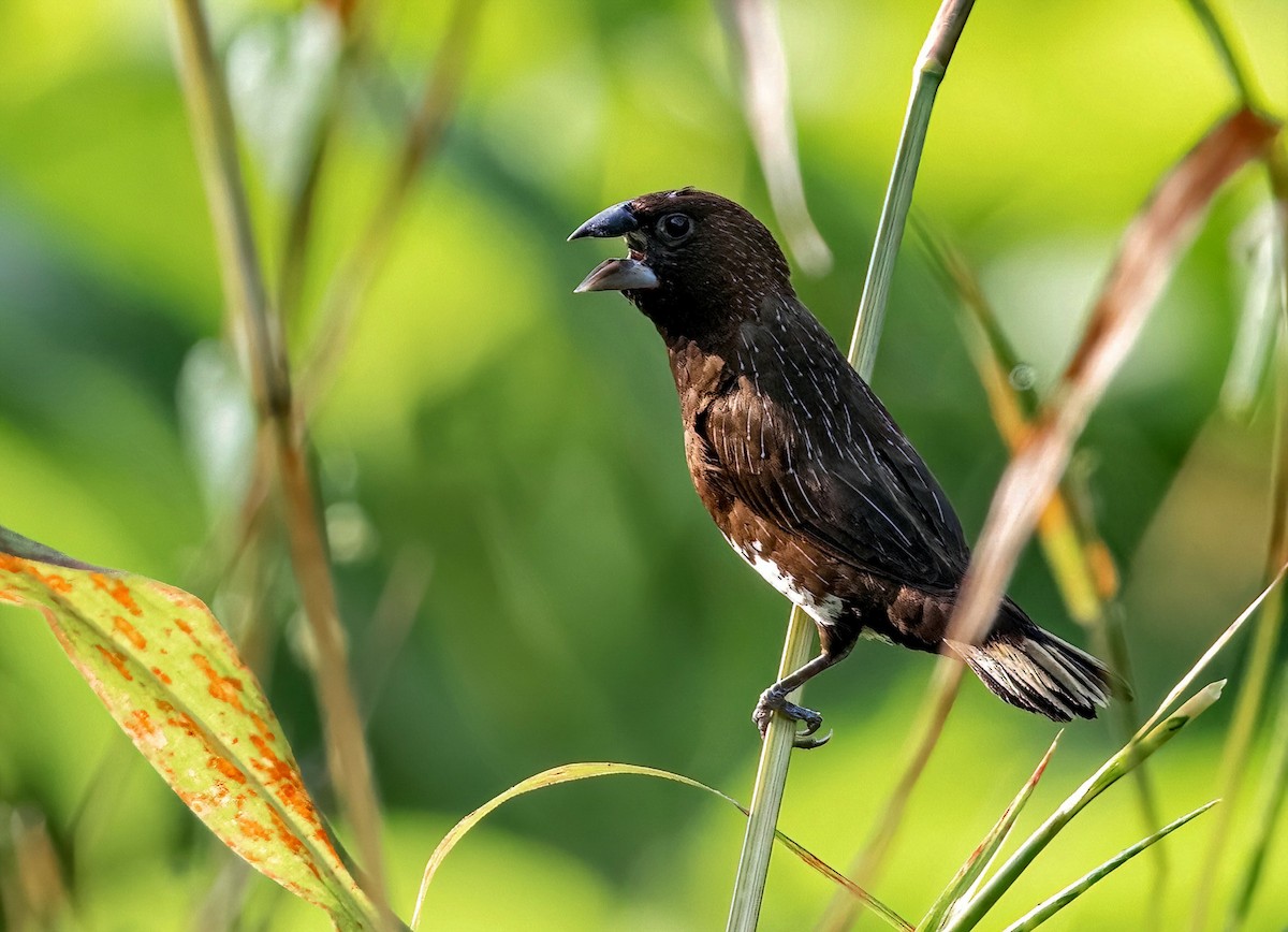 White-bellied Munia - ML632482372