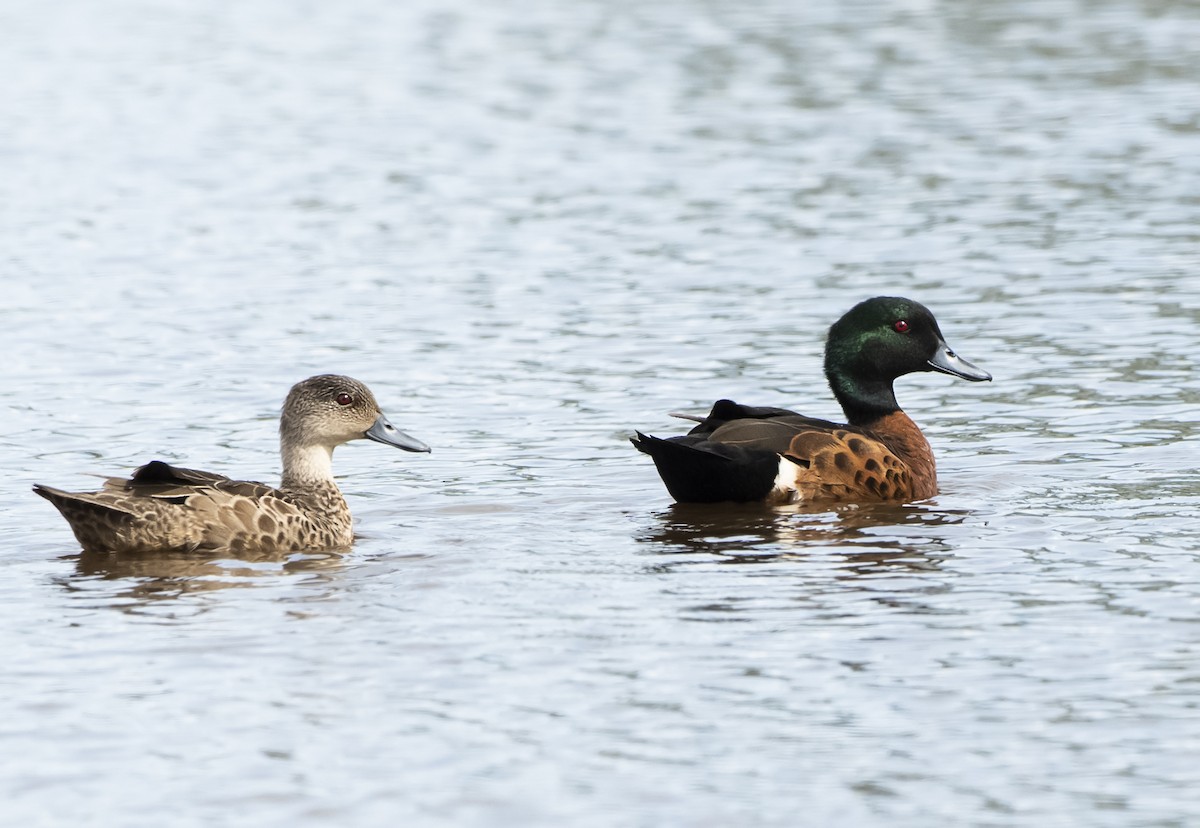 アオクビコガモ - ML632482462