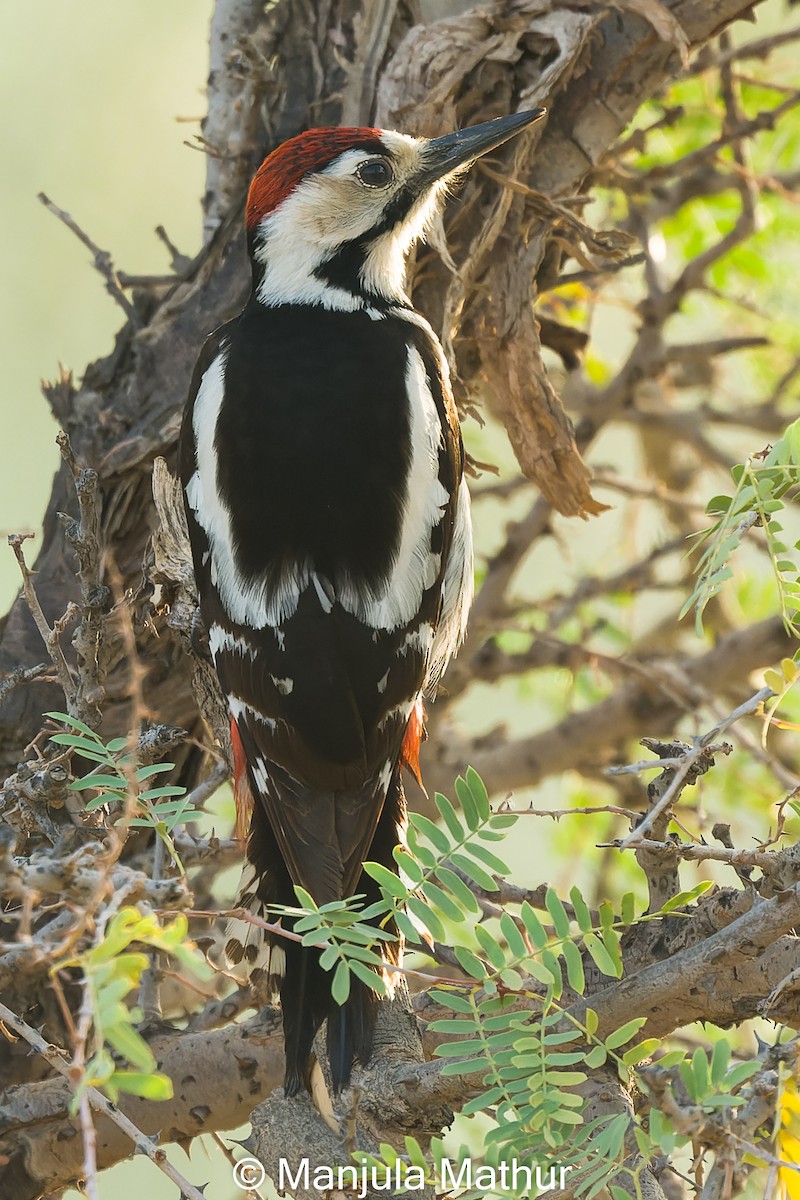 Sind Woodpecker - ML632482545