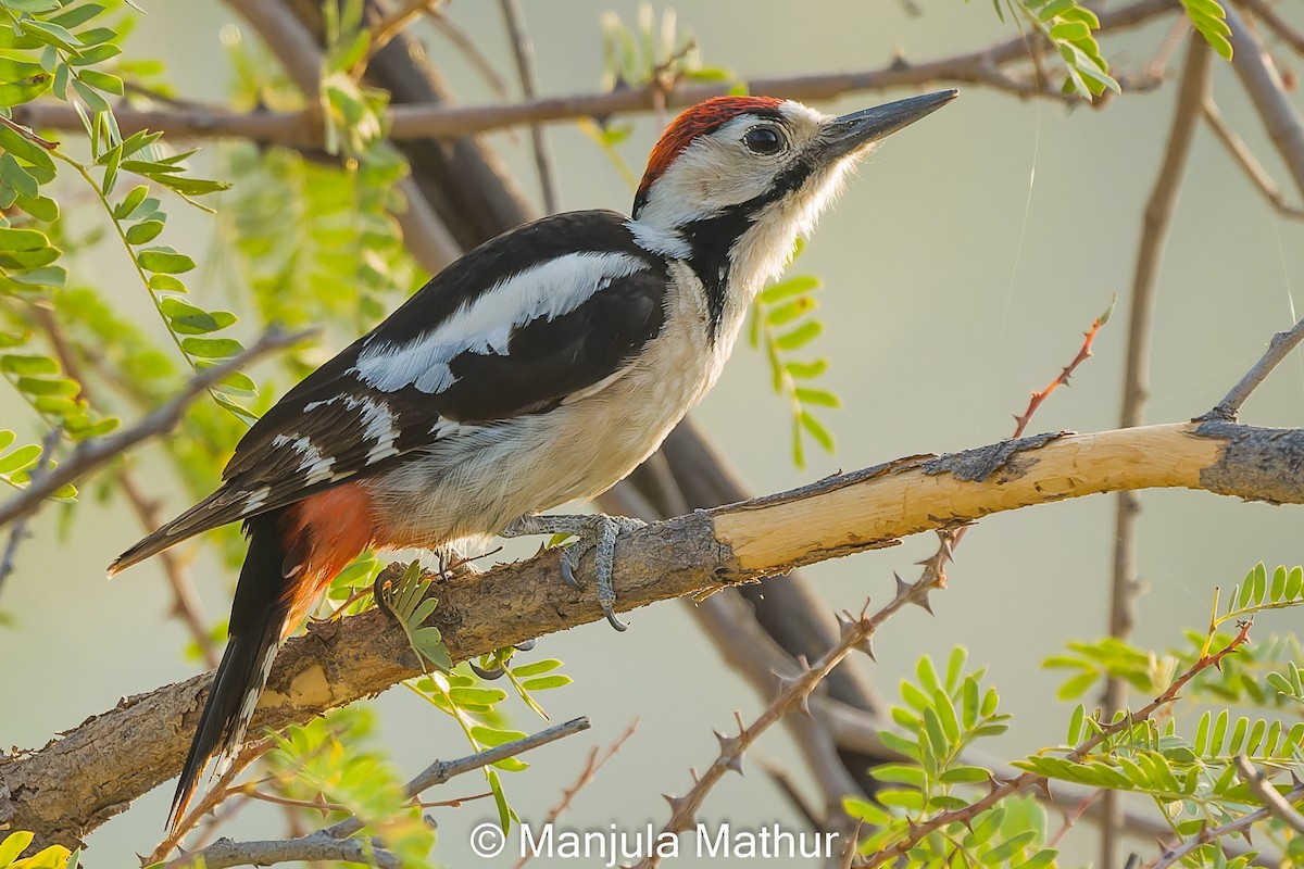 Sind Woodpecker - ML632482551