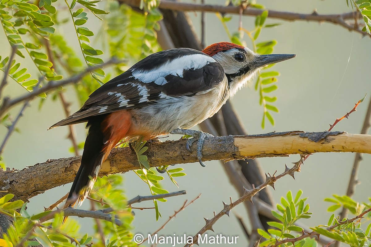 Sind Woodpecker - ML632482564