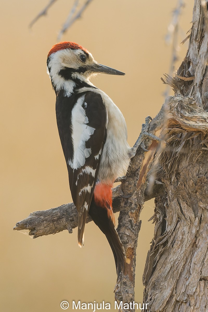 Sind Woodpecker - ML632482574