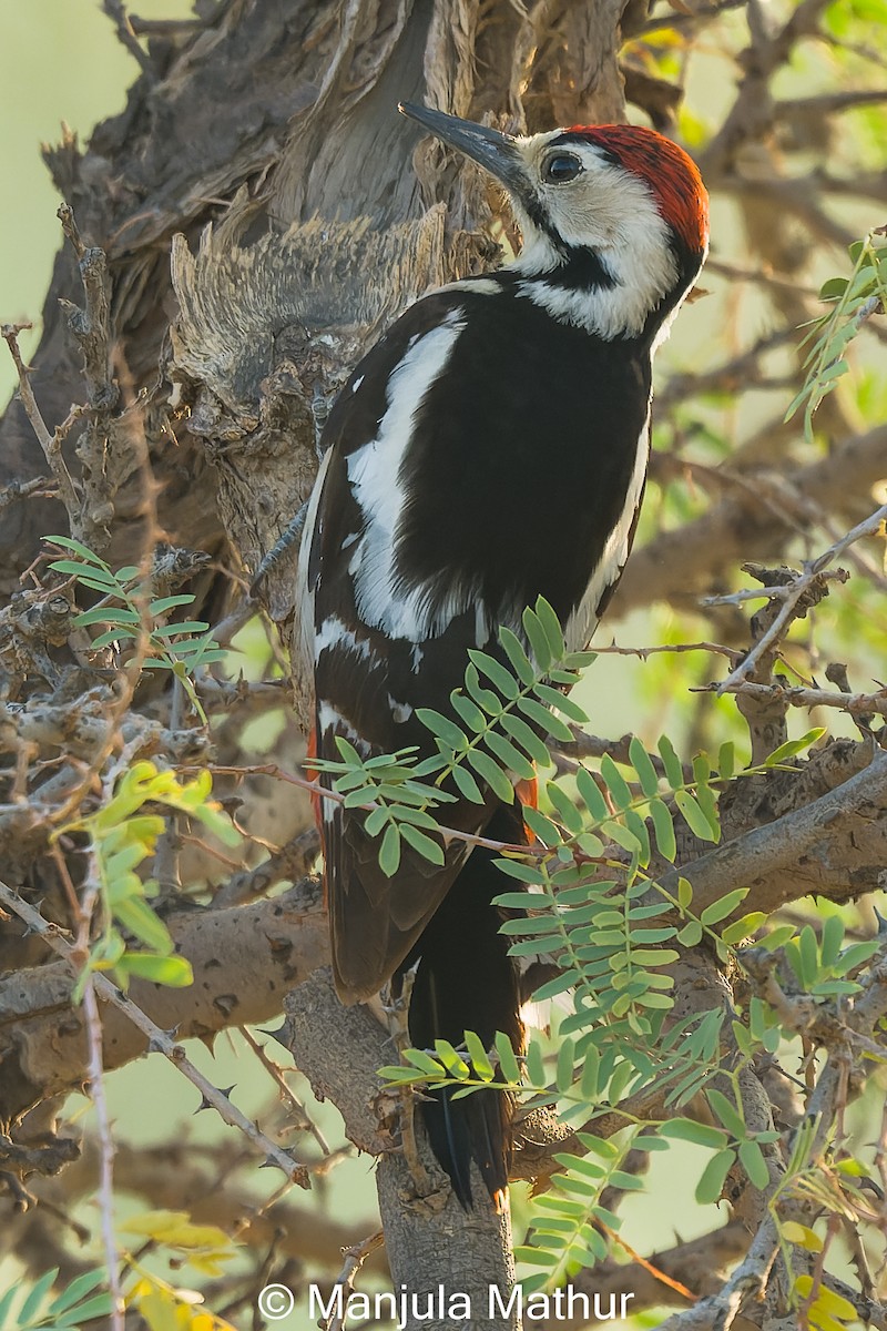 Sind Woodpecker - ML632482585