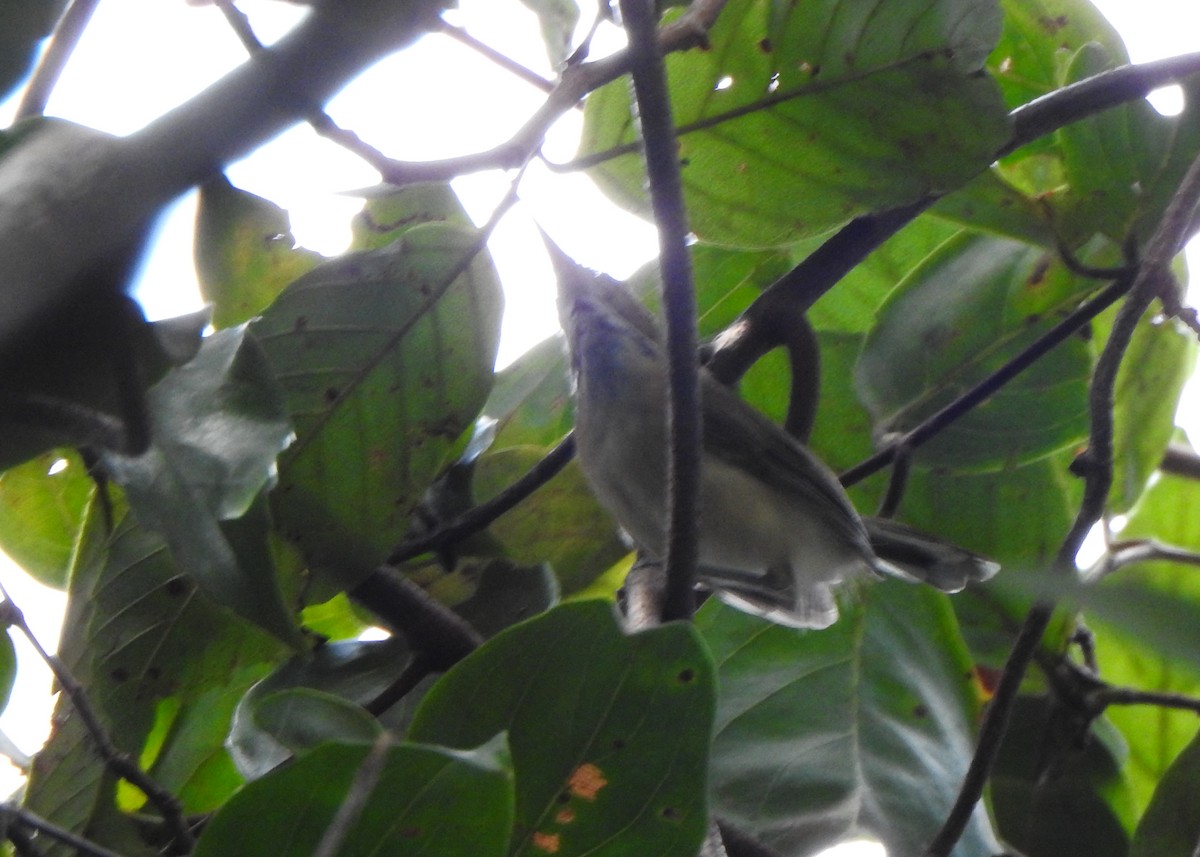 Chattering Gnatwren - ML632482746