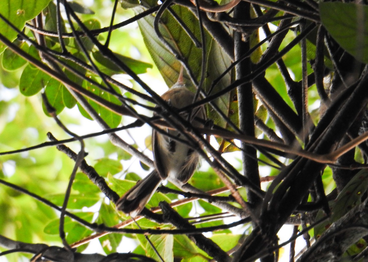 Chattering Gnatwren - ML632482747