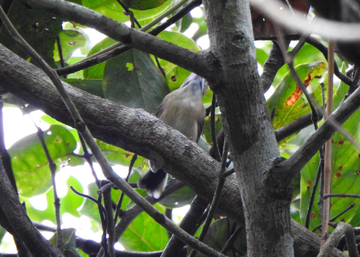 Chattering Gnatwren - ML632482748