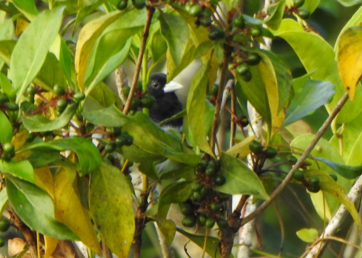Cone-billed Tanager - ML632482806