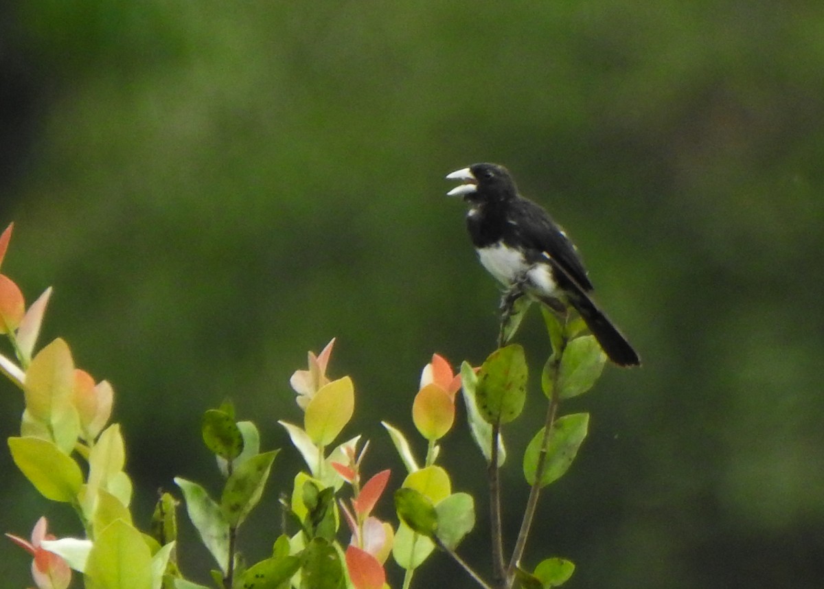 Cone-billed Tanager - ML632482832