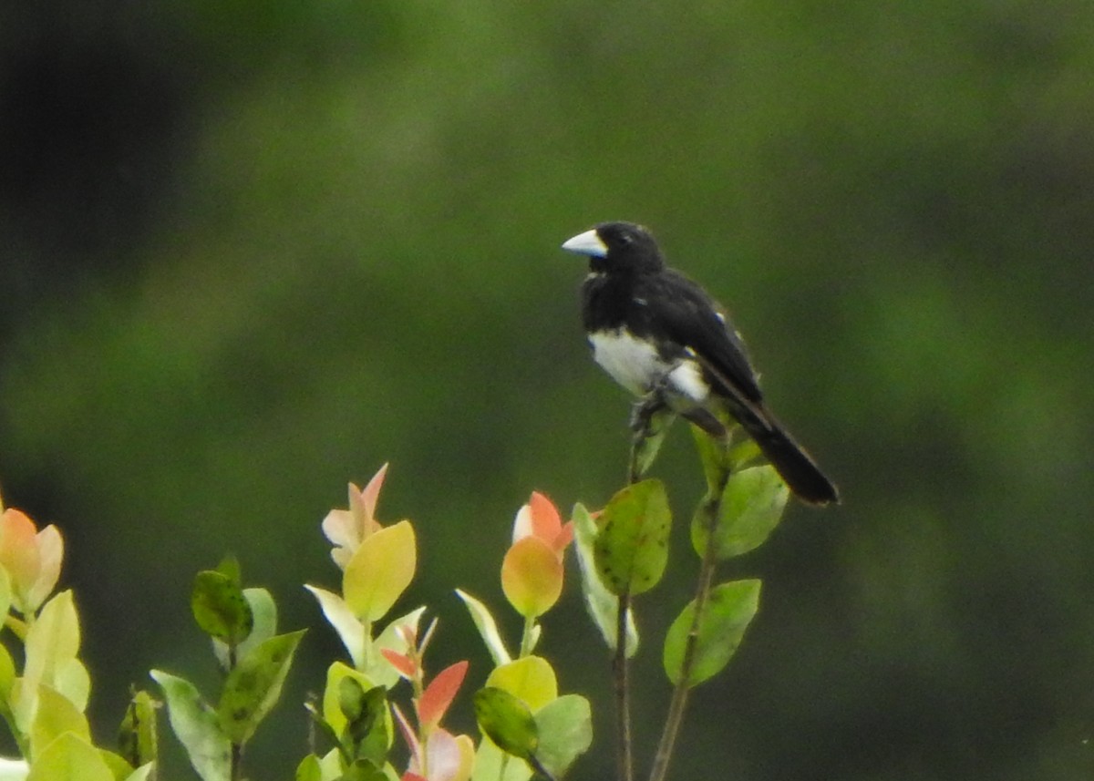 Cone-billed Tanager - ML632482833