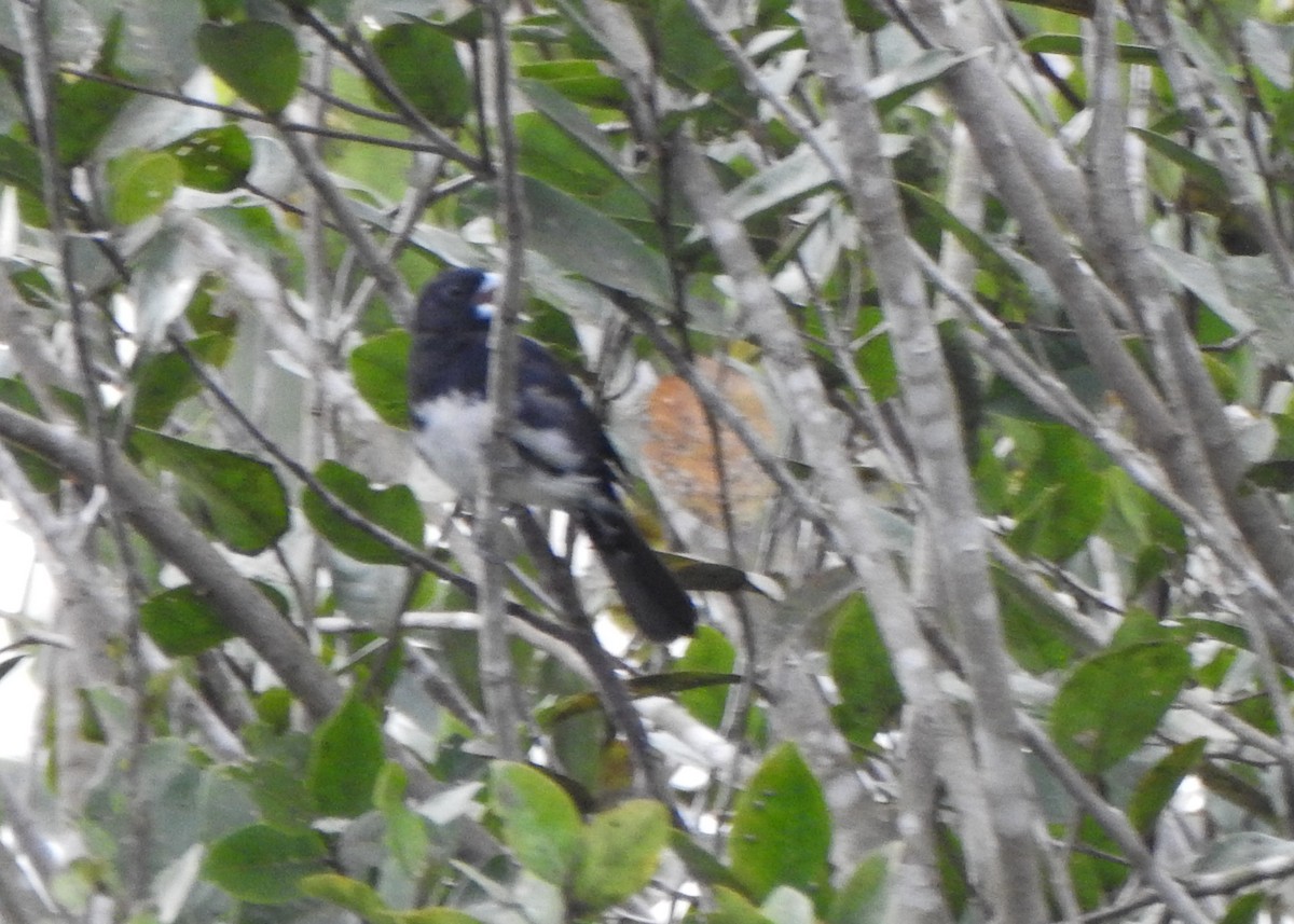 Cone-billed Tanager - ML632482834