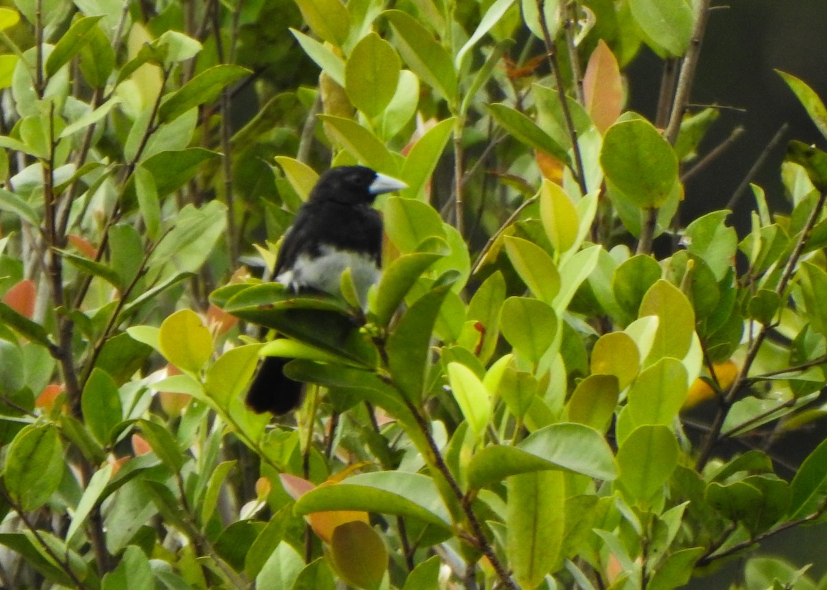 Cone-billed Tanager - ML632482835