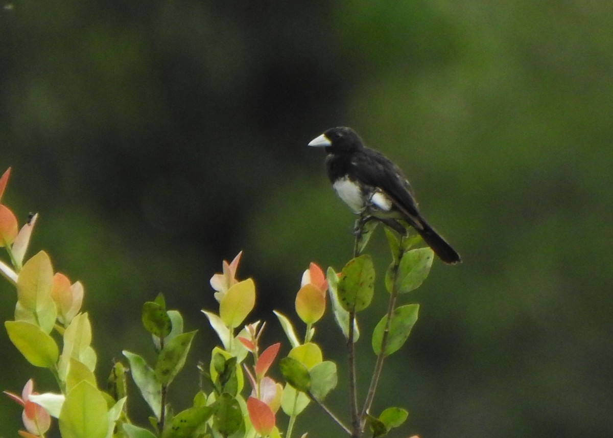Cone-billed Tanager - ML632482836