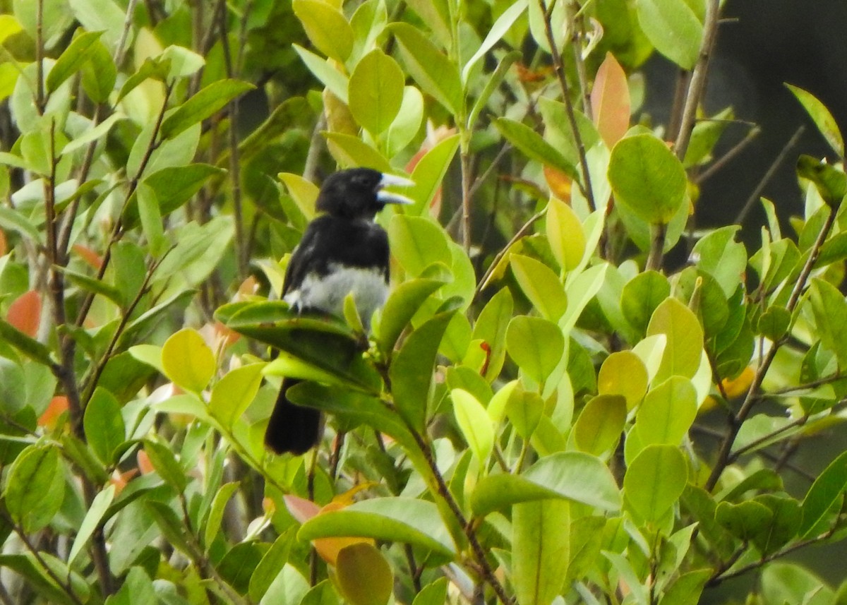 Cone-billed Tanager - ML632482837