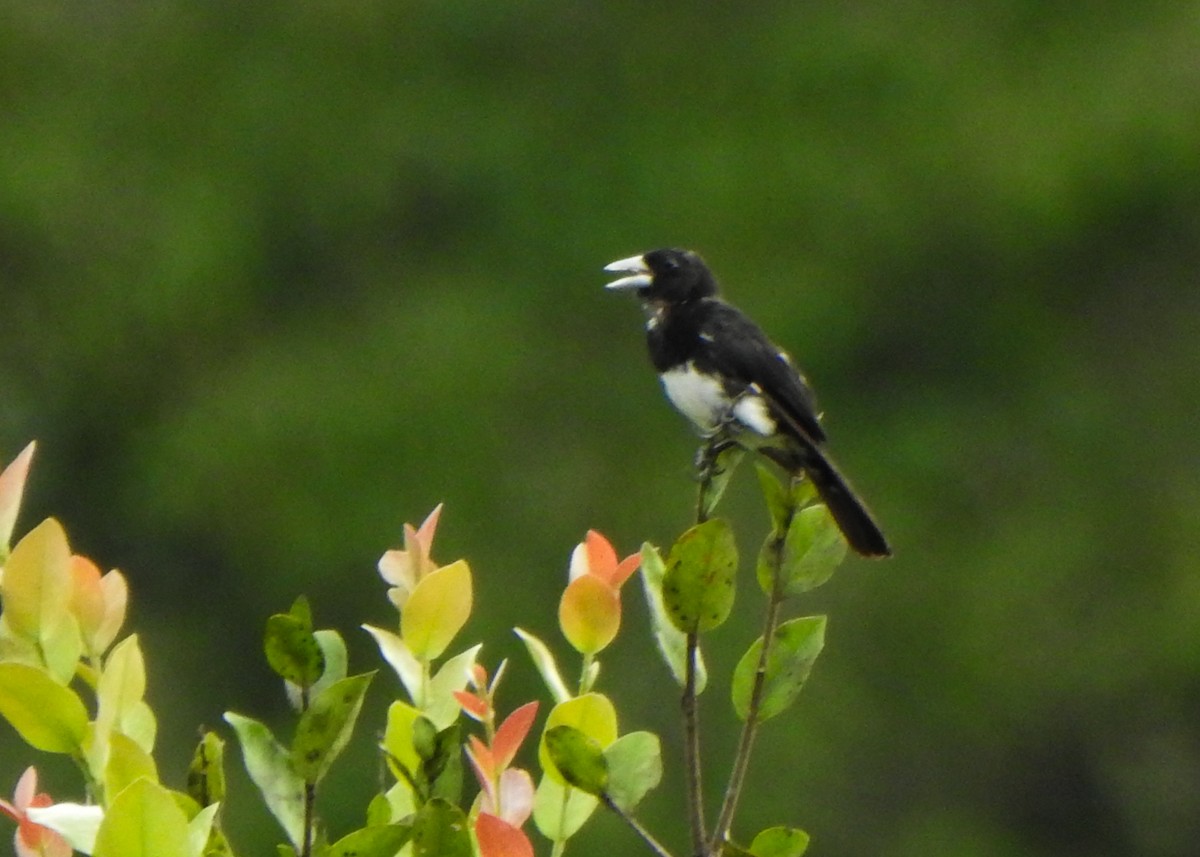 Cone-billed Tanager - ML632482838