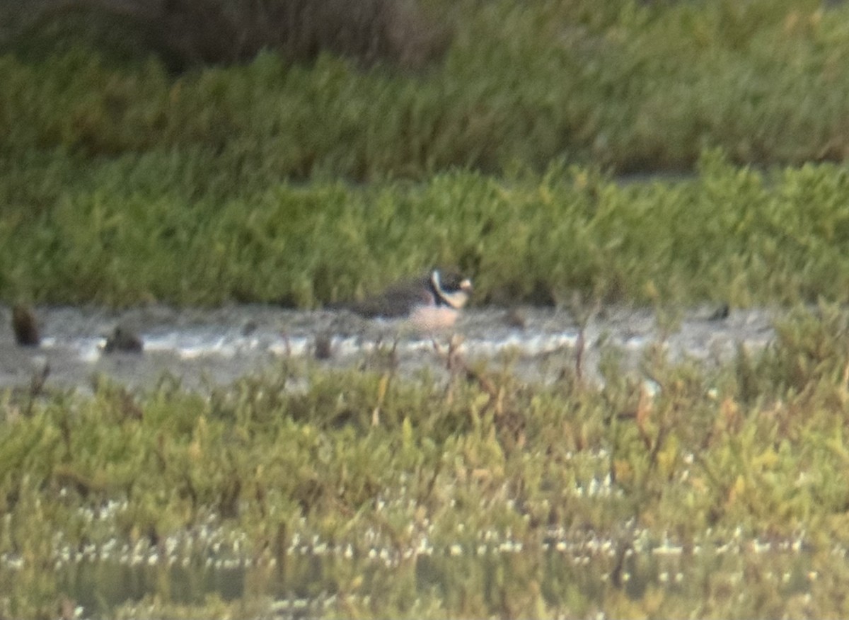 Semipalmated Plover - ML632482870