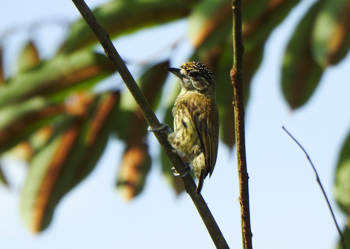 Bar-breasted Piculet - ML632482887