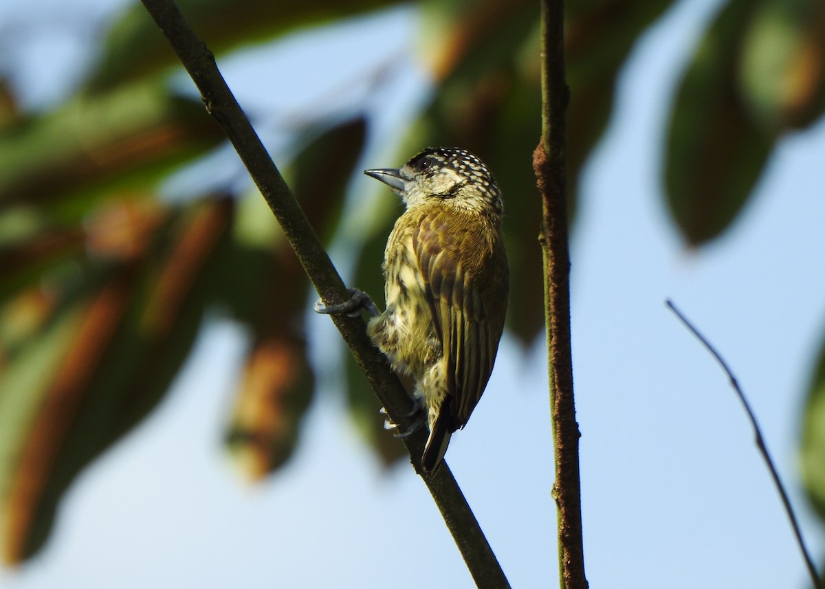Bar-breasted Piculet - ML632482888