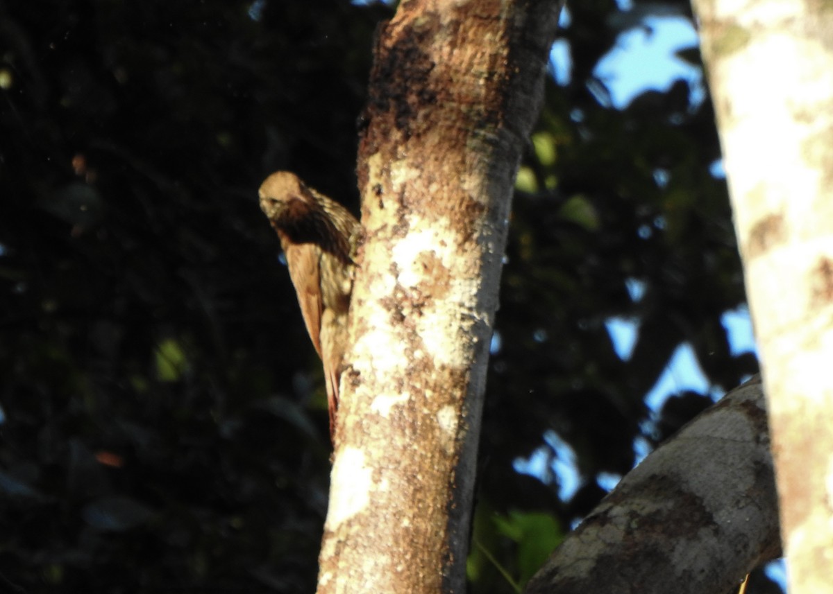 Dusky-capped Woodcreeper - ML632482939