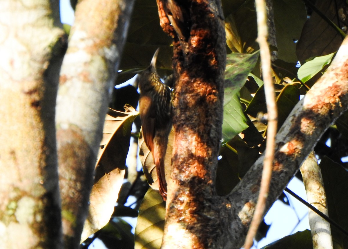 Dusky-capped Woodcreeper - ML632482940