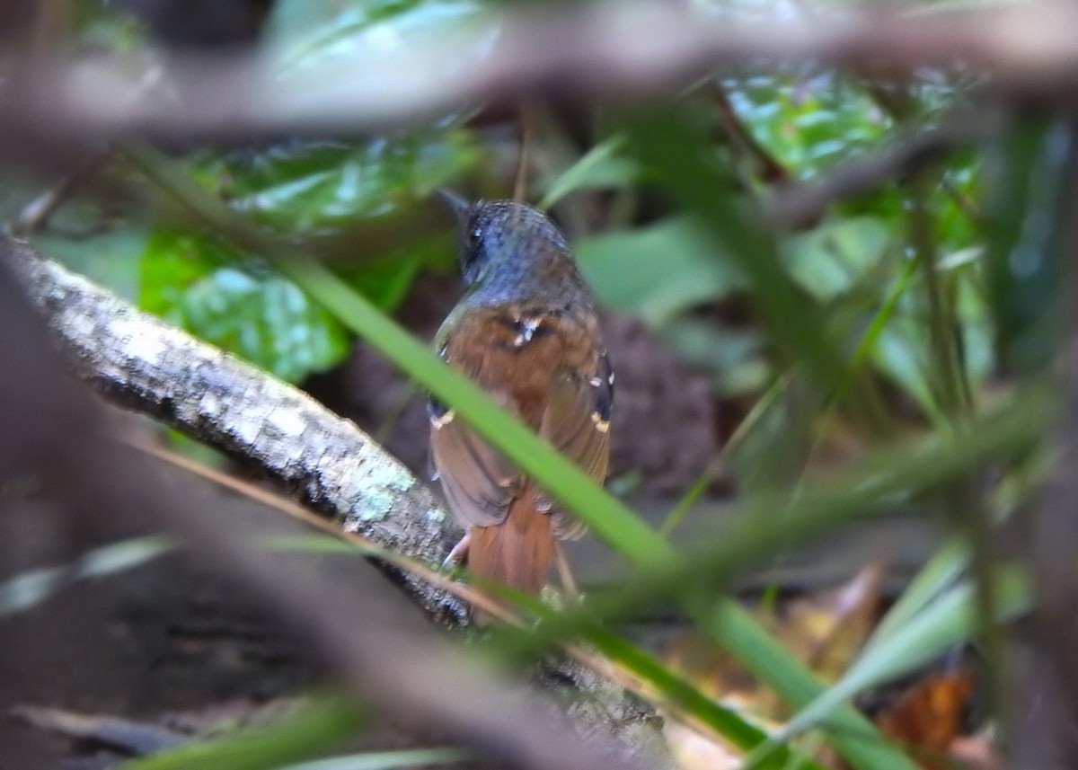 Chestnut-tailed Antbird (pallens) - ML632482941