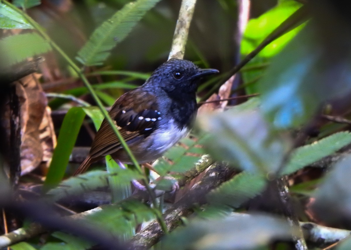 Chestnut-tailed Antbird (pallens) - ML632482942