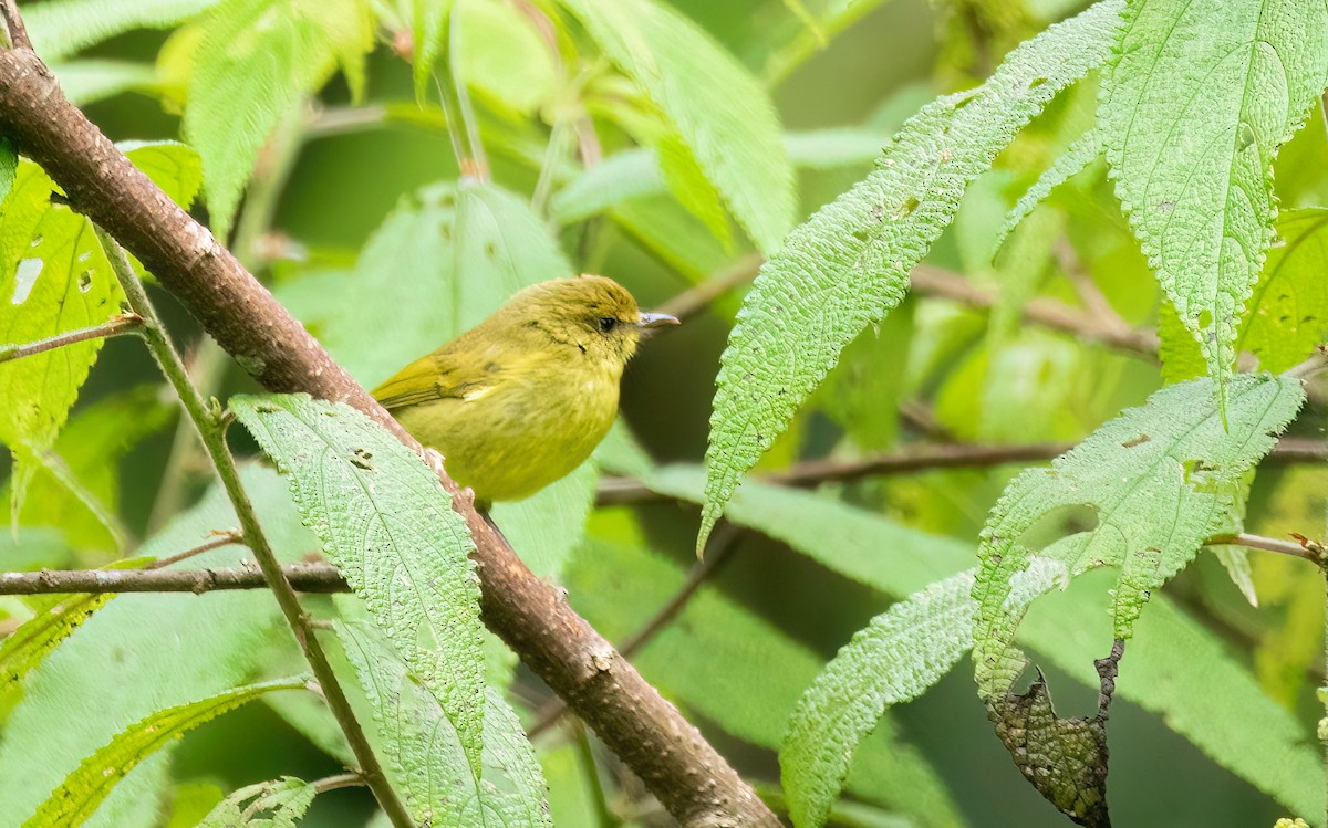Negros Leaf Warbler - ML632483015
