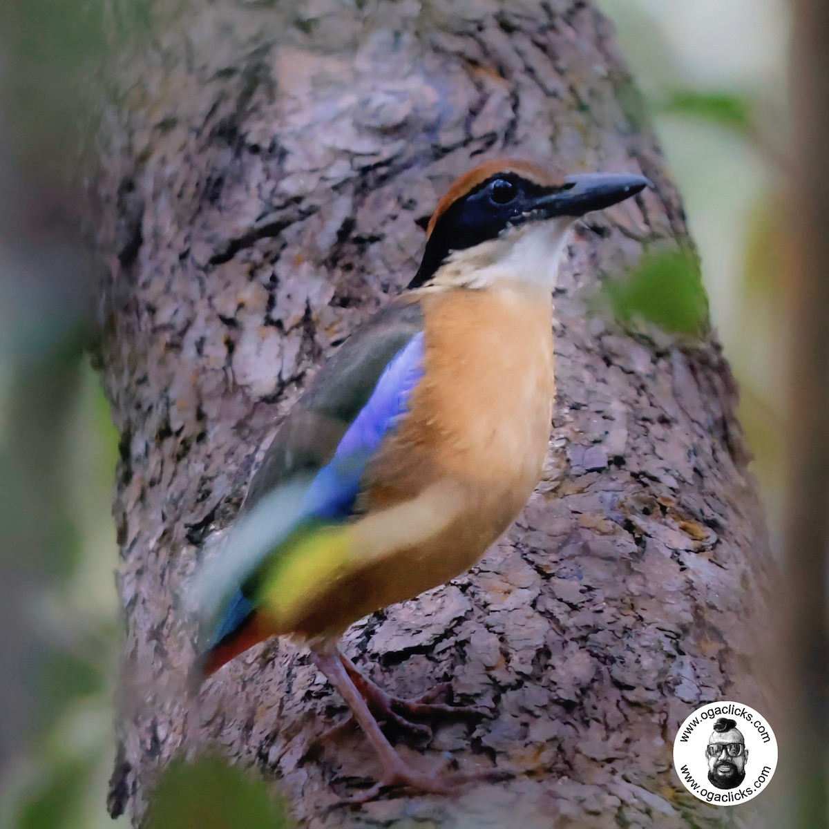 Mangrove Pitta - ML632483057