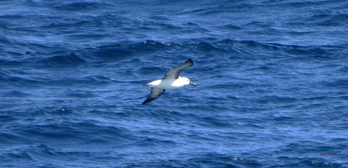albatros pestrozobý - ML632483058