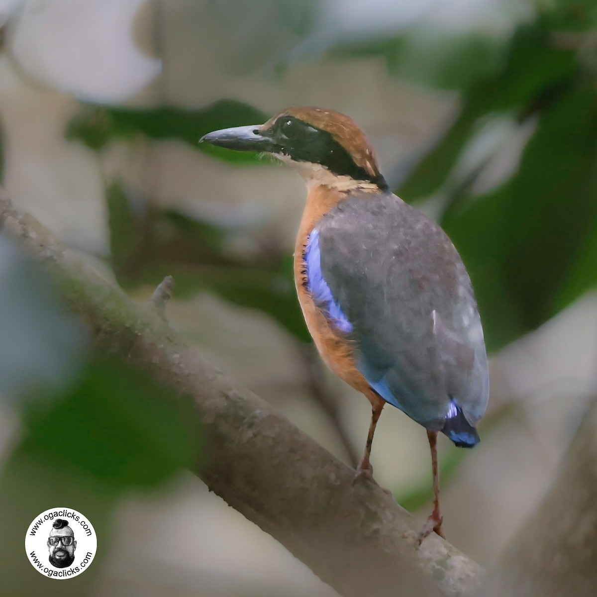 Mangrove Pitta - ML632483063