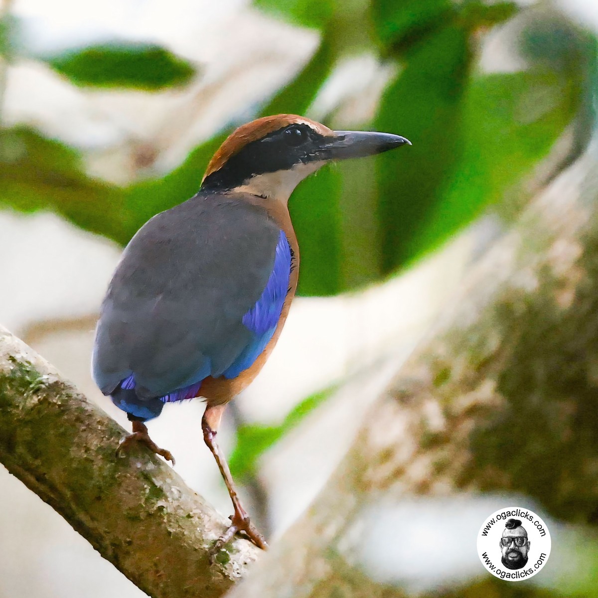 Mangrove Pitta - ML632483067