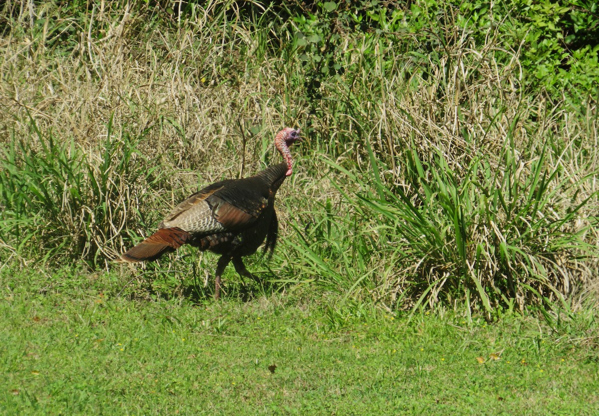 Wild Turkey - ML632483076