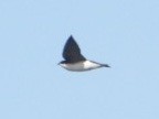 Tree Swallow - ML632483150