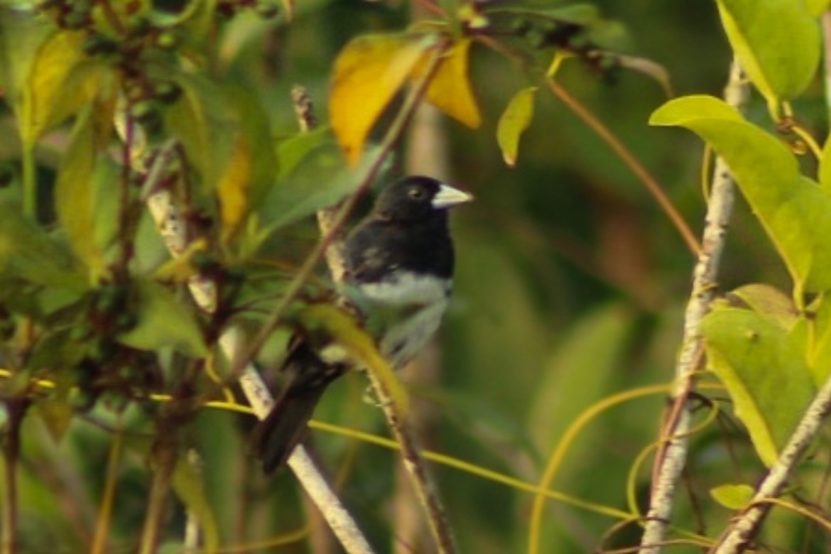 Cone-billed Tanager - ML632483208
