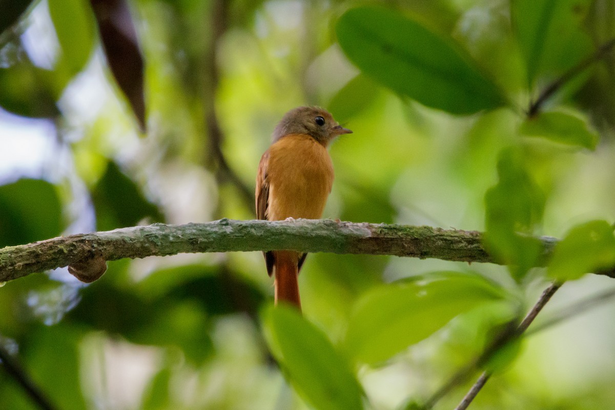 Tropical Royal Flycatcher (Northern) - ML632483213