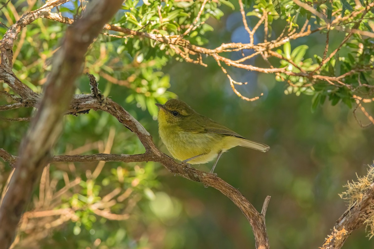 Negros Leaf Warbler - ML632483305