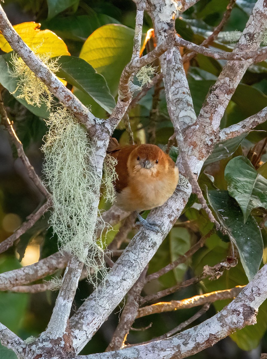 Cinnamon Ibon - ML632483317