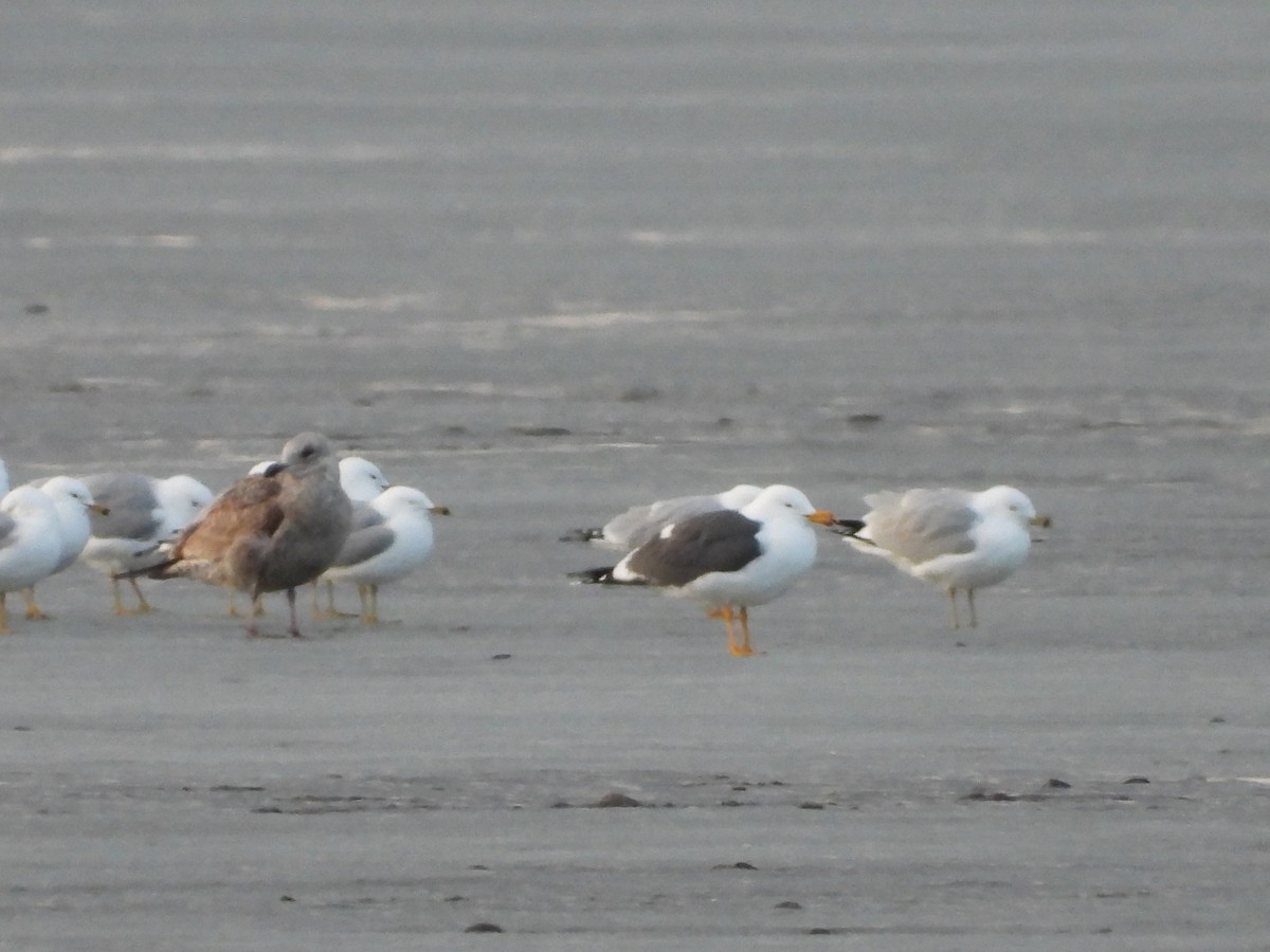 Lesser Black-backed Gull - ML632483344